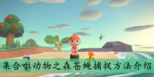集合啦动物之森苍蝇捕捉方法介绍