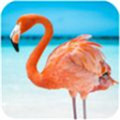 火烈鸟模拟器动物